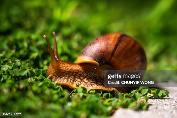 a snail's journey in the garden - garden snail stock pictures, royalty-free photos & images