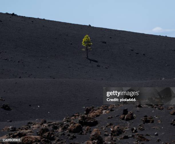 volcanic landscape in teide national park of tenerife, canary islands - climate resilience stock pictures, royalty-free photos & images