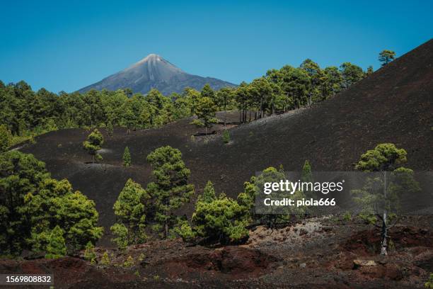 canarian pine trees resilience in teide national park of tenerife - el teide national park stock pictures, royalty-free photos & images