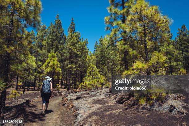 frau beim wandern in der chinyero-landschaft von teneriffa, kanarische inseln - pico de teide stock-fotos und bilder