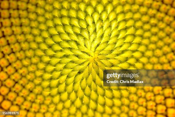 sunflower - sunflower stock pictures, royalty-free photos & images