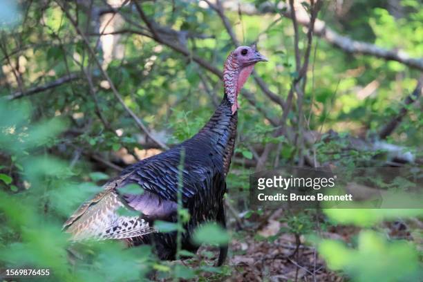 Wild turkey walks through a residential neighborhood during the early morning hours on July 25, 2023 in Shirley, New York.