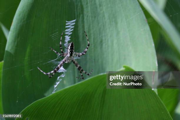 Black and yellow garden spider in Toronto, Ontario, Canada, on July 26, 2023.