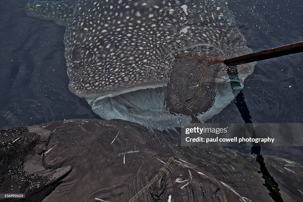 Whale shark of Cenderawasih bay, indonesia
