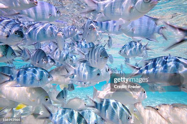 tropical fishes en aguas cristalinas - rarotonga fotografías e imágenes de stock