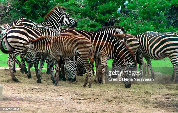 zebras galore! - hema narayanan stock pictures, royalty-free photos & images
