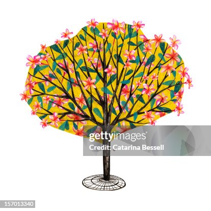 Flowering Tree Flowering Tree