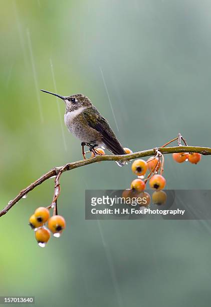 hummingbird perched on branch in the rain - ruby throated hummingbird stock pictures, royalty-free photos & images