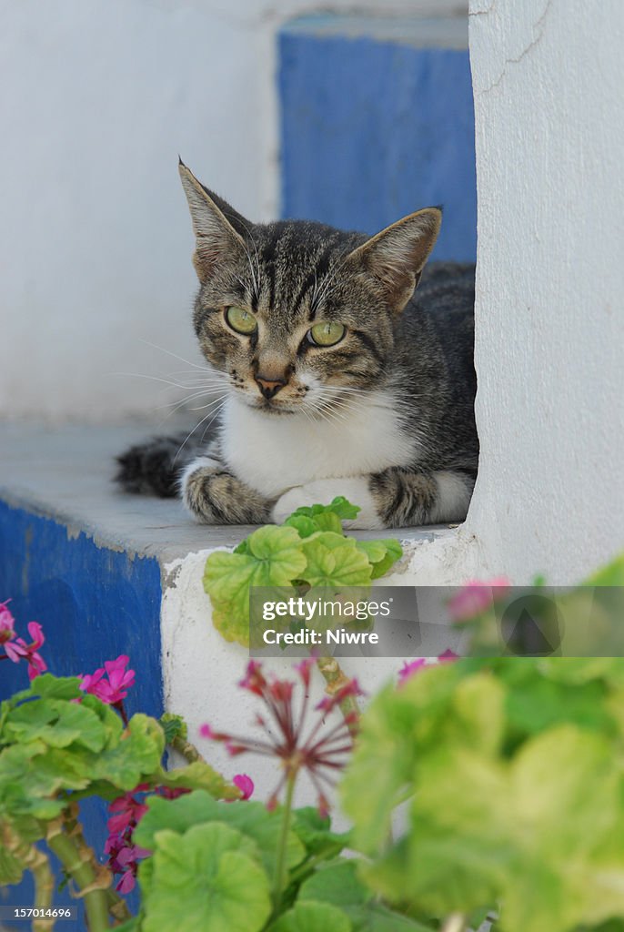 Hauskatze in Griechenland