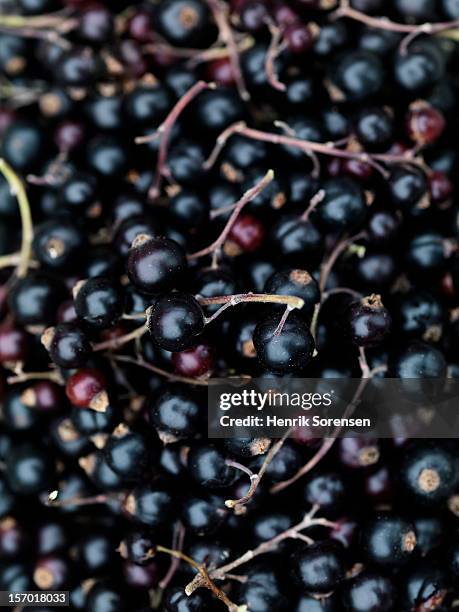 ?????blackcurrant - blackcurrant stock pictures, royalty-free photos & images