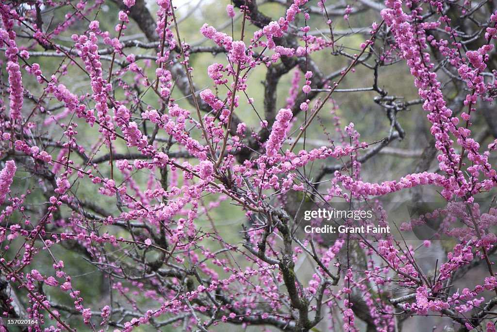 Japanese cherry tree in spring blossom