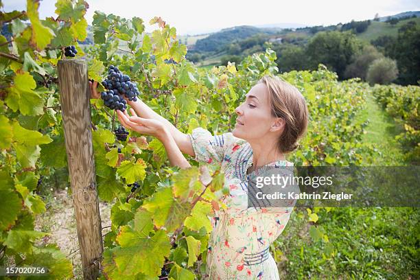 woman examining grapes on vine - grapes on vine stockfoto's en -beelden