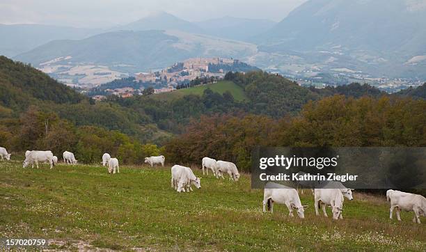 cows grazing in hilly italian landscape, marche - marche italy stock pictures, royalty-free photos & images