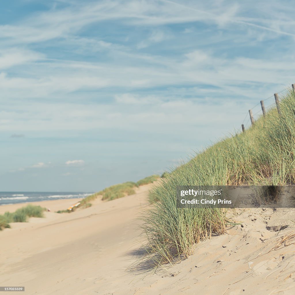 The dunes at the beach