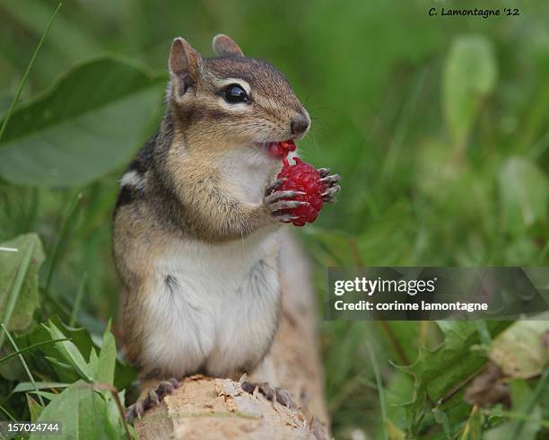 mmmm raspberries :) - chipmunk stock pictures, royalty-free photos & images