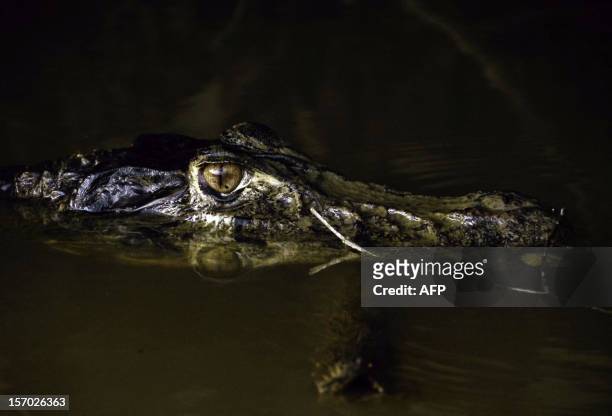 Black caiman , the largest predator in the Amazon basin, remains on a lake in the Ecuadorean Yasuni National Park, Orellana province, Ecuador, on...