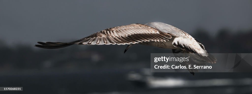 Floating Seagull With One Spread Wing Looking Down