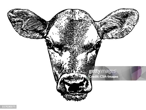 ilustraciones, imágenes clip art, dibujos animados e iconos de stock de cabezal de vaca - calf