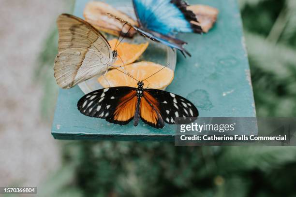 tropical butterflies feast on citrus fruits - espèces menacées photos et images de collection