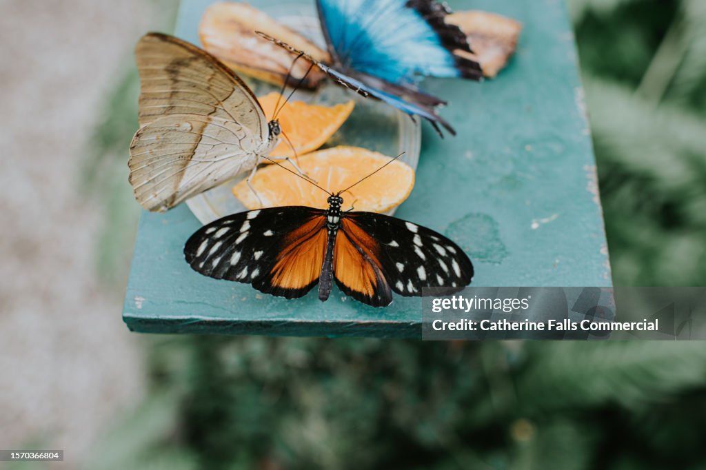 Tropical butterflies feast on citrus fruits