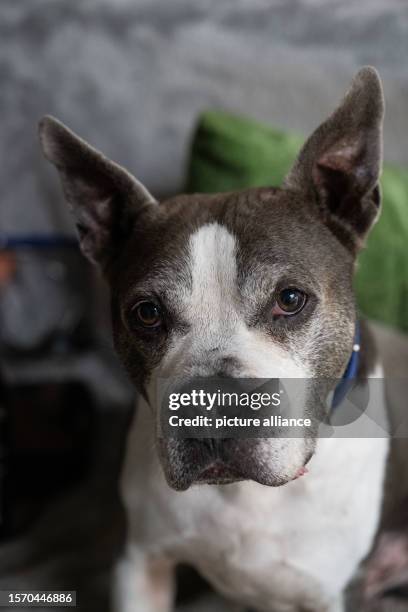 August 2023, Berlin: Stafford-bull terrier mix Bumet is sitting on a couch. The dog has been at the Berlin shelter since 2020. Animals with...