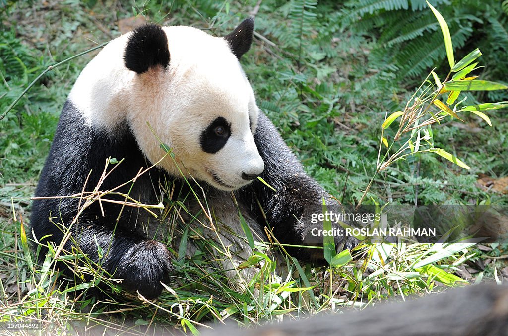 SINGAPORE-ANIMAL-PANDA-OPENING