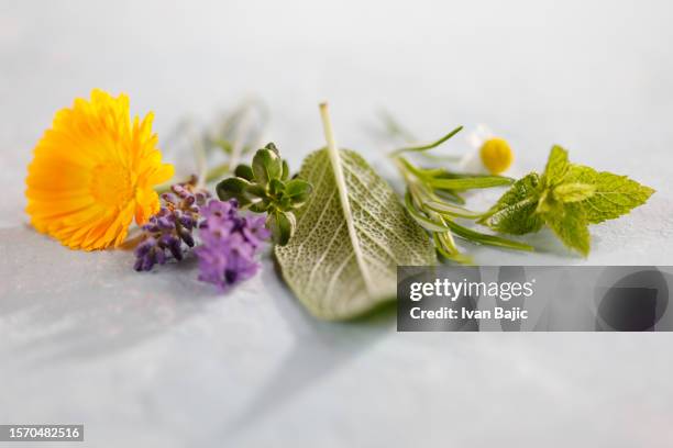 primo piano delle erbe dal giardino - aromaterapia foto e immagini stock