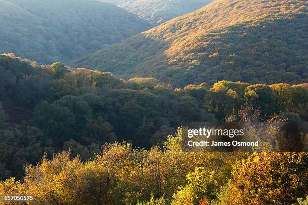 deciduous woodland in autumn - autumn exmoor stock pictures, royalty-free photos & images