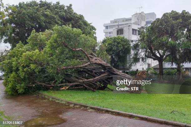 Tree sits on its side after being uprooted by high winds brought by Typhoon Khanun in the city of Naha, Okinawa prefecture on August 2, 2023....