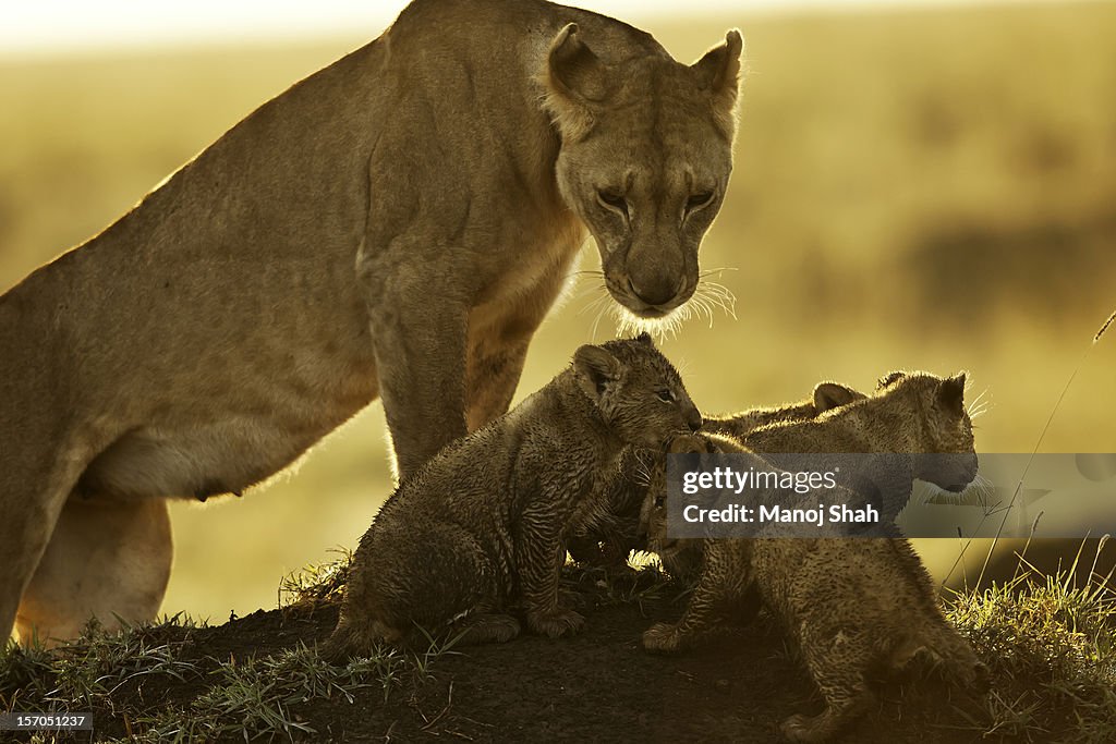 Lioness with cubs