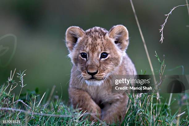 lion cub walking - lion cub stockfoto's en -beelden