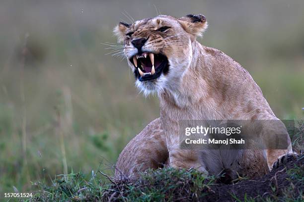 lioness snarling - snarling stock pictures, royalty-free photos & images
