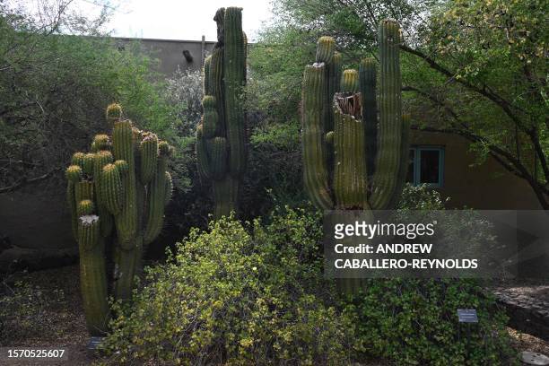 Damaged saguaro cactus is seen at the Phoenix botanical gardens in Phoenix Arizona on August 1, 2023. Extreme heat hitting the Phoenix area has been...