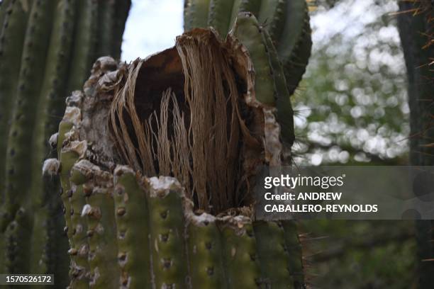 Damaged saguaro cactus is seen at the Phoenix botanical gardens in Phoenix Arizona on August 1, 2023. Extreme heat hitting the Phoenix area has been...