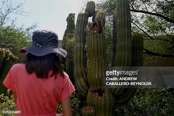 Young girl looks at a damaged saguaro cactus at the Phoenix botanical gardens in Phoenix Arizona on August 1, 2023. Extreme heat hitting the Phoenix...