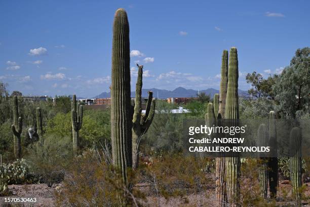 Saguaro cactus are seen at the Phoenix botanical gardens in Phoenix Arizona on August 1, 2023. Extreme heat hitting the Phoenix area has been...