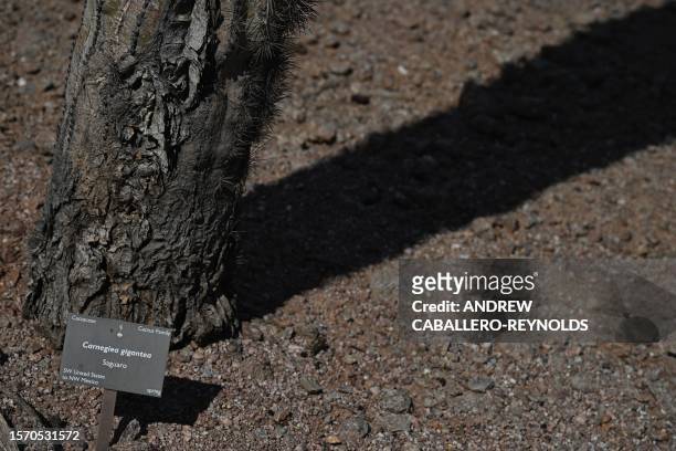 The dried base of a saguaro cactus is seen at the Phoenix botanical gardens in Phoenix Arizona on August 1, 2023. Extreme heat hitting the Phoenix...