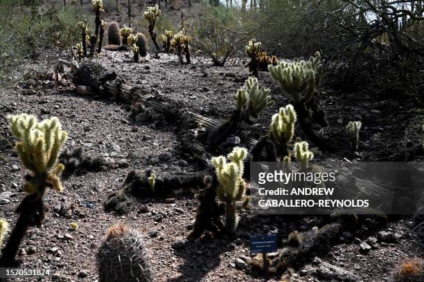 Dead saguaro cactus is seen on the ground at the Phoenix botanical gardens in Phoenix Arizona on August 1, 2023. Extreme heat hitting the Phoenix...