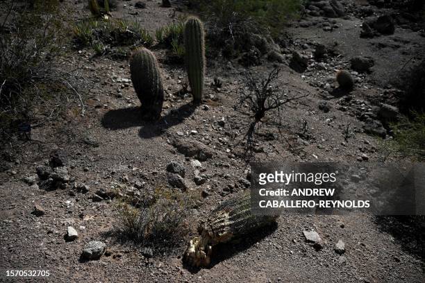 Dead cactus lies on the ground, at the Phoenix botanical gardens in Phoenix Arizona on August 1, 2023. Extreme heat hitting the Phoenix area has been...