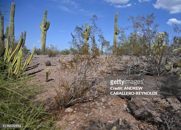 Dead cactus lies on the ground near saguaro cactus at the Phoenix botanical gardens in Phoenix Arizona on August 1, 2023. Extreme heat hitting the...