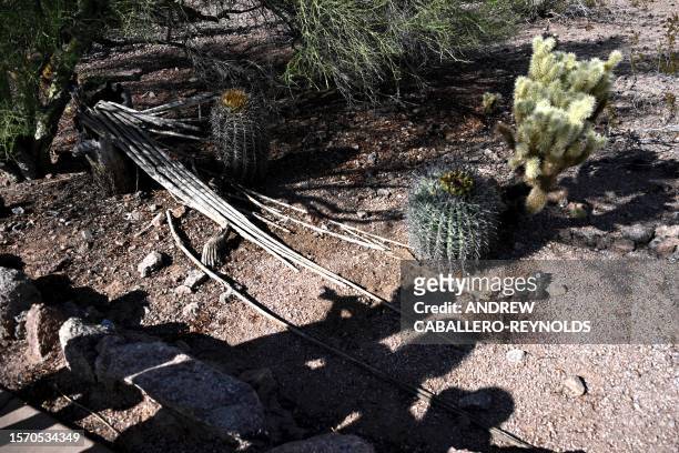 Children walk past dead saguaro cactus on the ground at the Phoenix botanical gardens in Phoenix Arizona on August 1, 2023. Extreme heat hitting the...