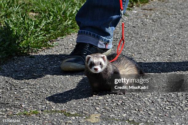 ferret - polecat stock pictures, royalty-free photos & images