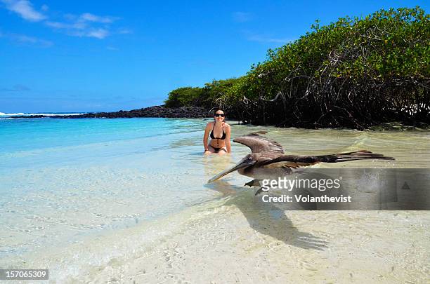 pelican landing on the beach with girl in bik - islas galápagos fotografías e imágenes de stock