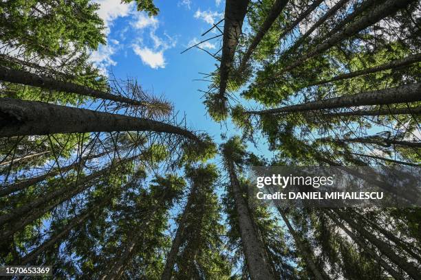 Spruce trees are pictured in the Tarhaus Valley, near the Ghimes-Faget village in the central Transylvania region of Romania, on July 9, 2023. One of...