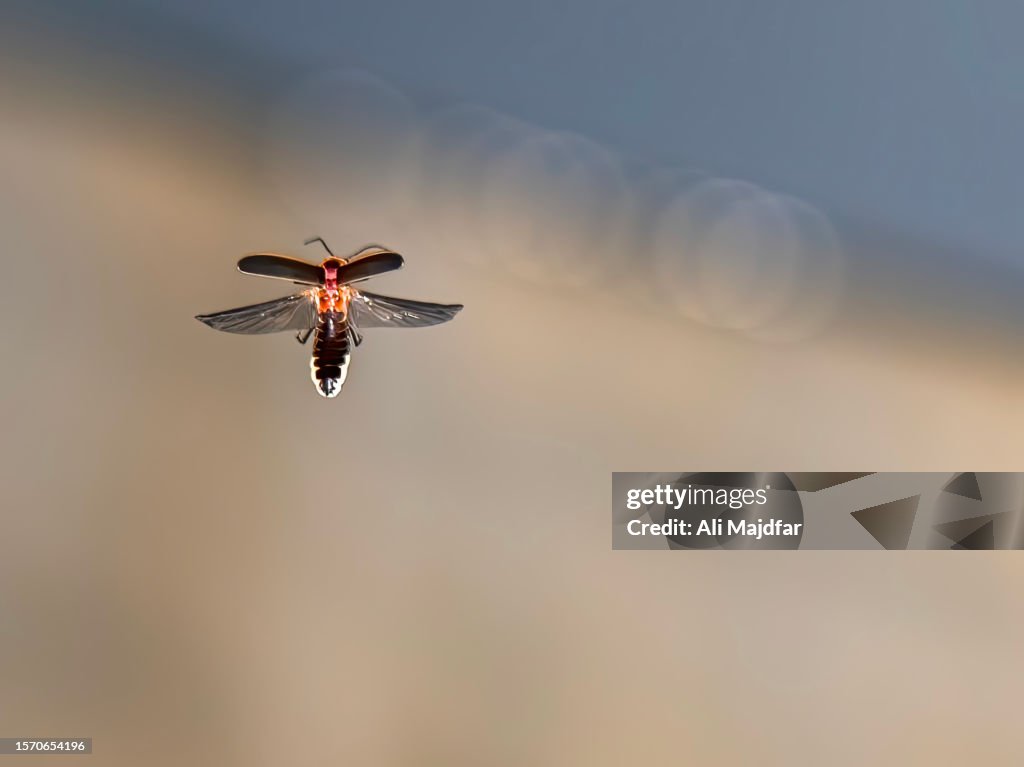 Firefly in Fly