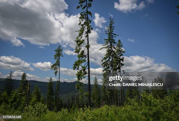 Firs and spruces are seen in the Tarhaus Valley, near the Ghimes-Faget village in the central Transylvania region of Romania, on July 9, 2023. One of...