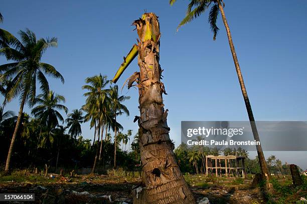 Burnt out area where dozens of families used to live until fires destroyed many homes November 25, 2012 Sittwe, Myanmar. An estimated 111,000 people...