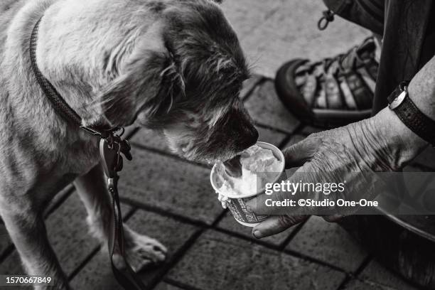 ice cream for pup - boone north carolina stock pictures, royalty-free photos & images