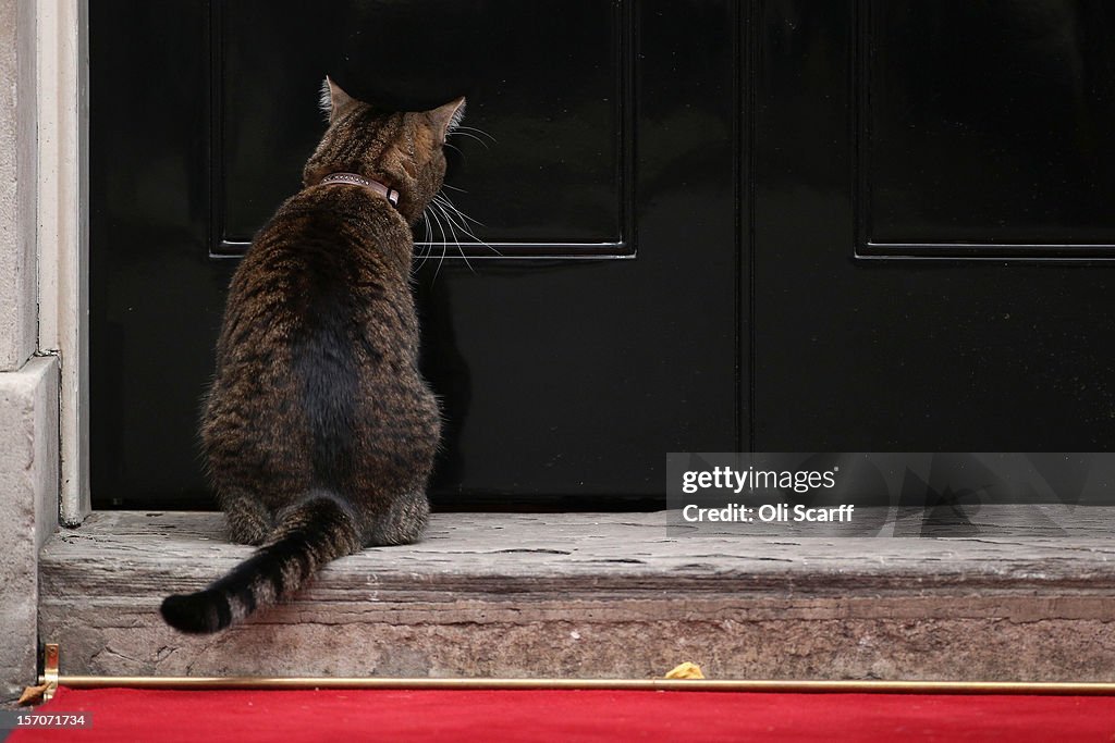 George Osborne's Cat Outside Number10 Downing Street