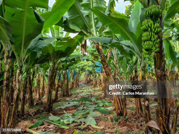 agriculture in southern brazil - bananenplant stockfoto's en -beelden